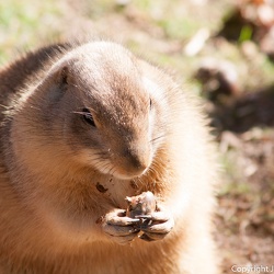Tiere